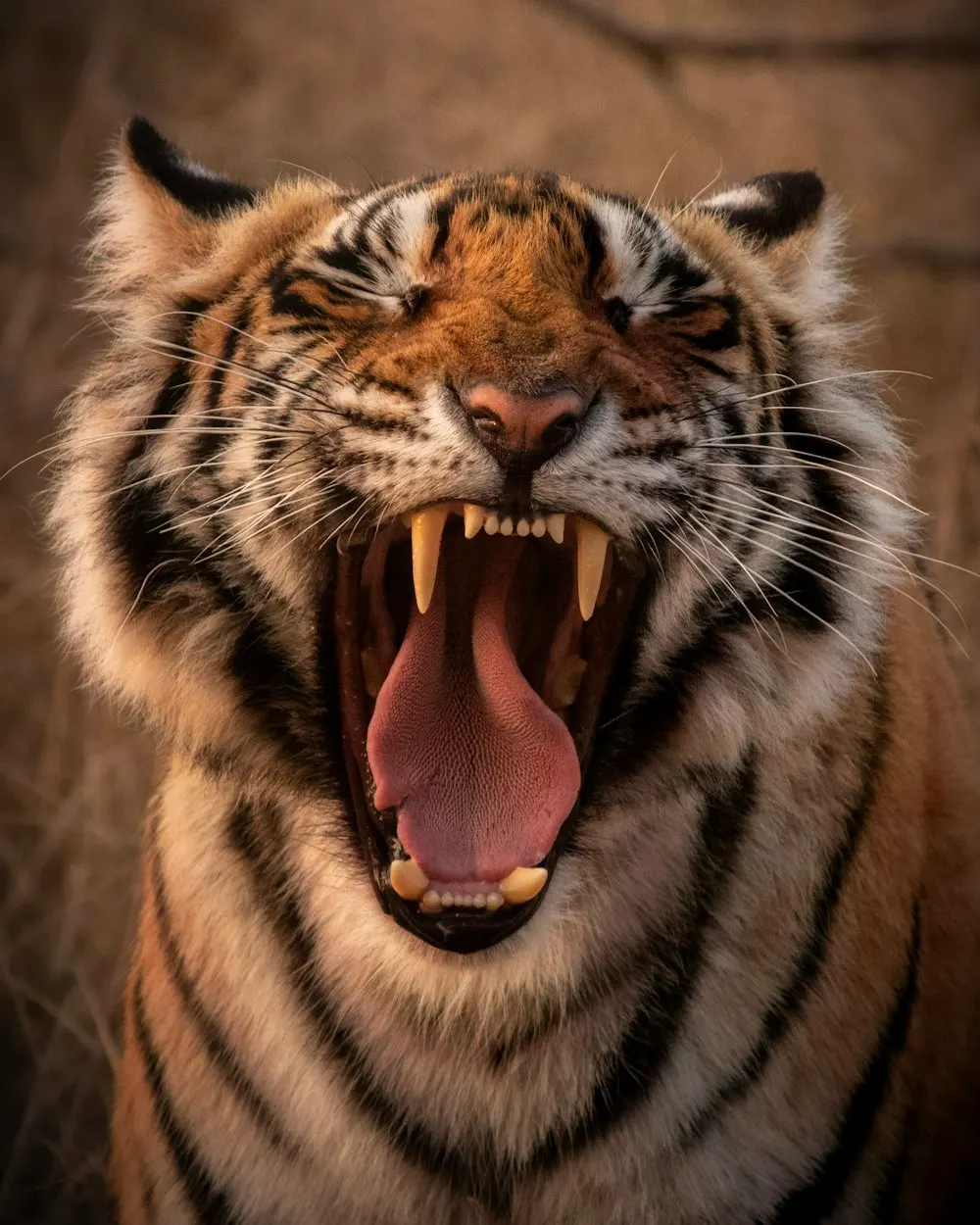 Tigris élettartama: Meddig élnek a tigrisek?
