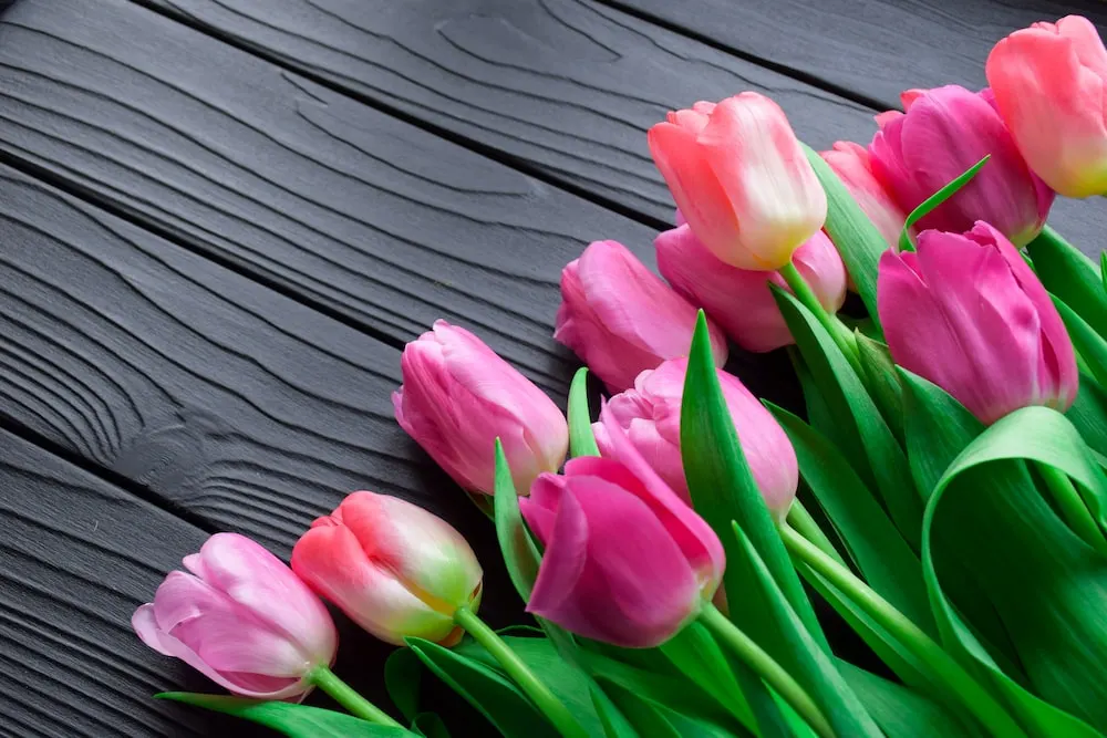 Hogyan kell gondozni a tulipánokat