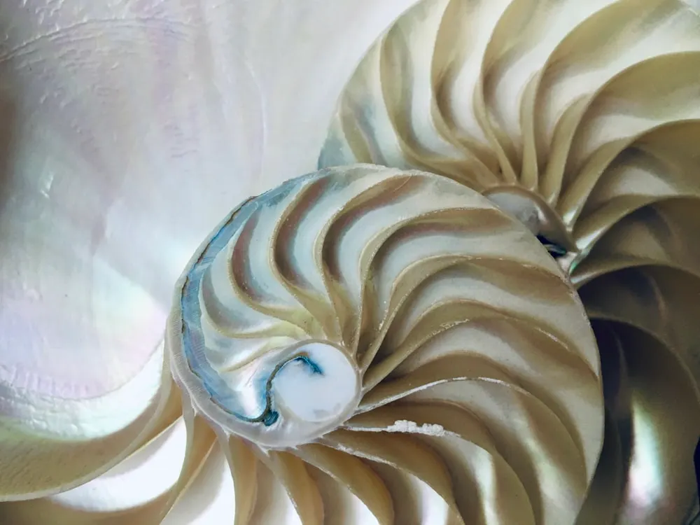 Mi az a Fibonacci-sorozat?