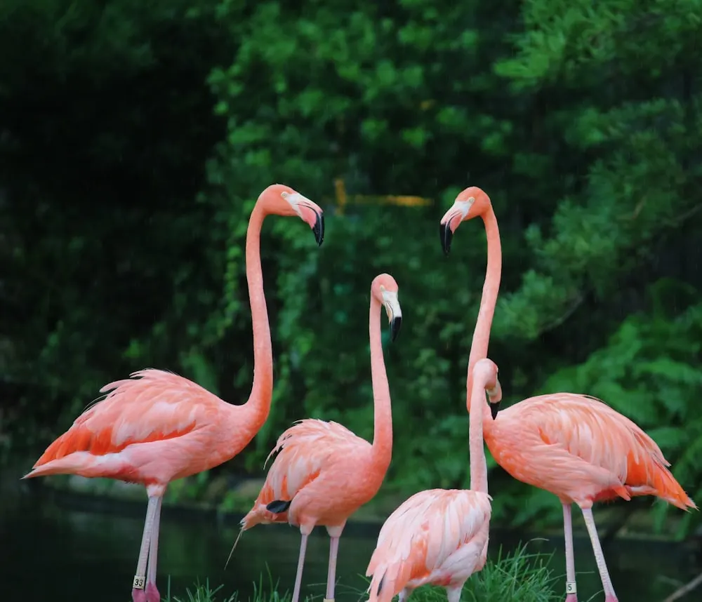 Miért rózsaszínűek a flamingók?