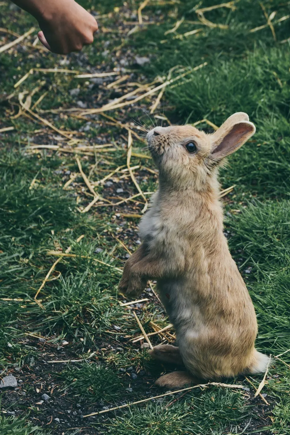 Mennyire vad a házinyúl?