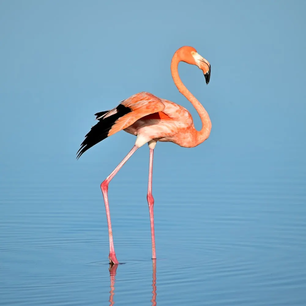 Miért állnak a flamingók egy lábon?
