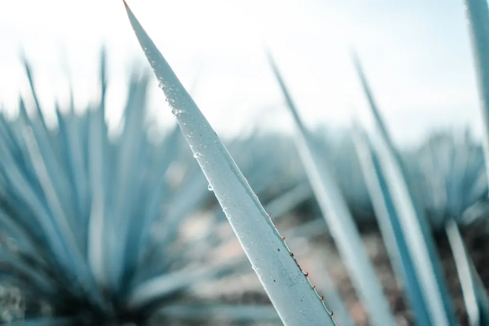 Mi a különbség a tequila és a mezcal között?