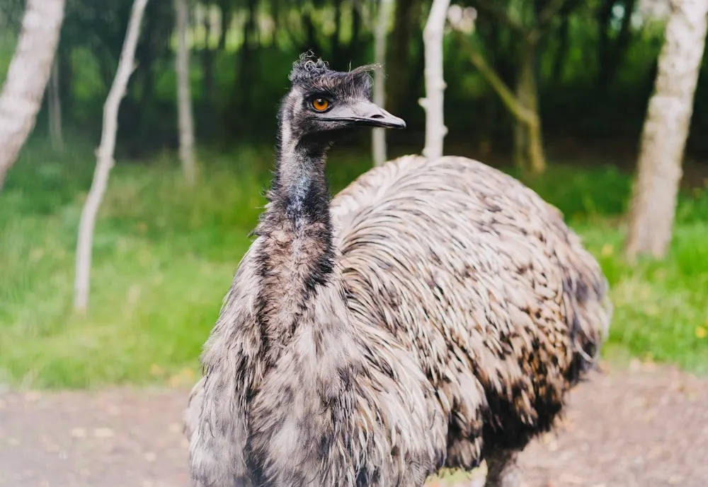 Mi az az emu?