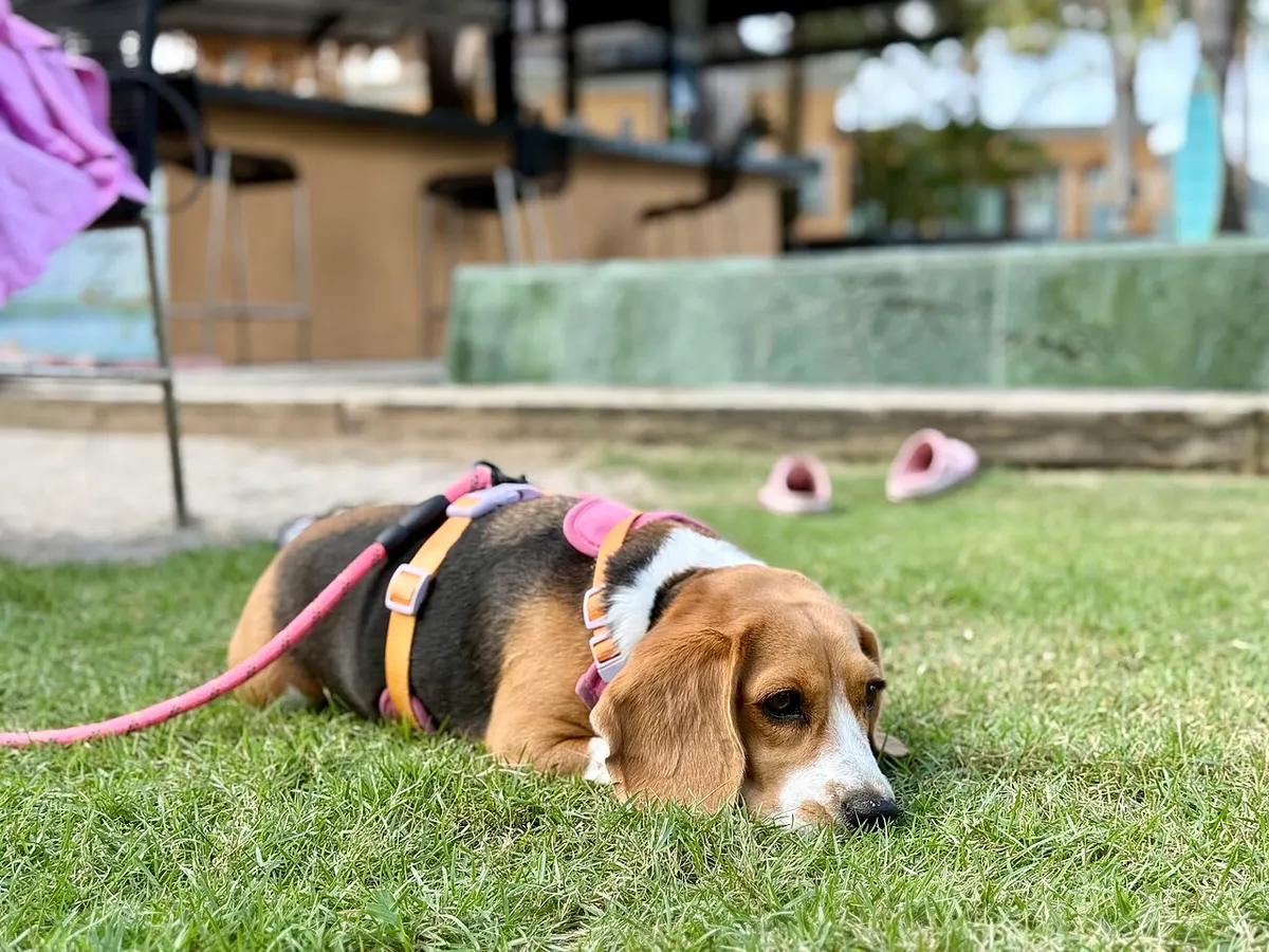 Beagle pihen a füvön
