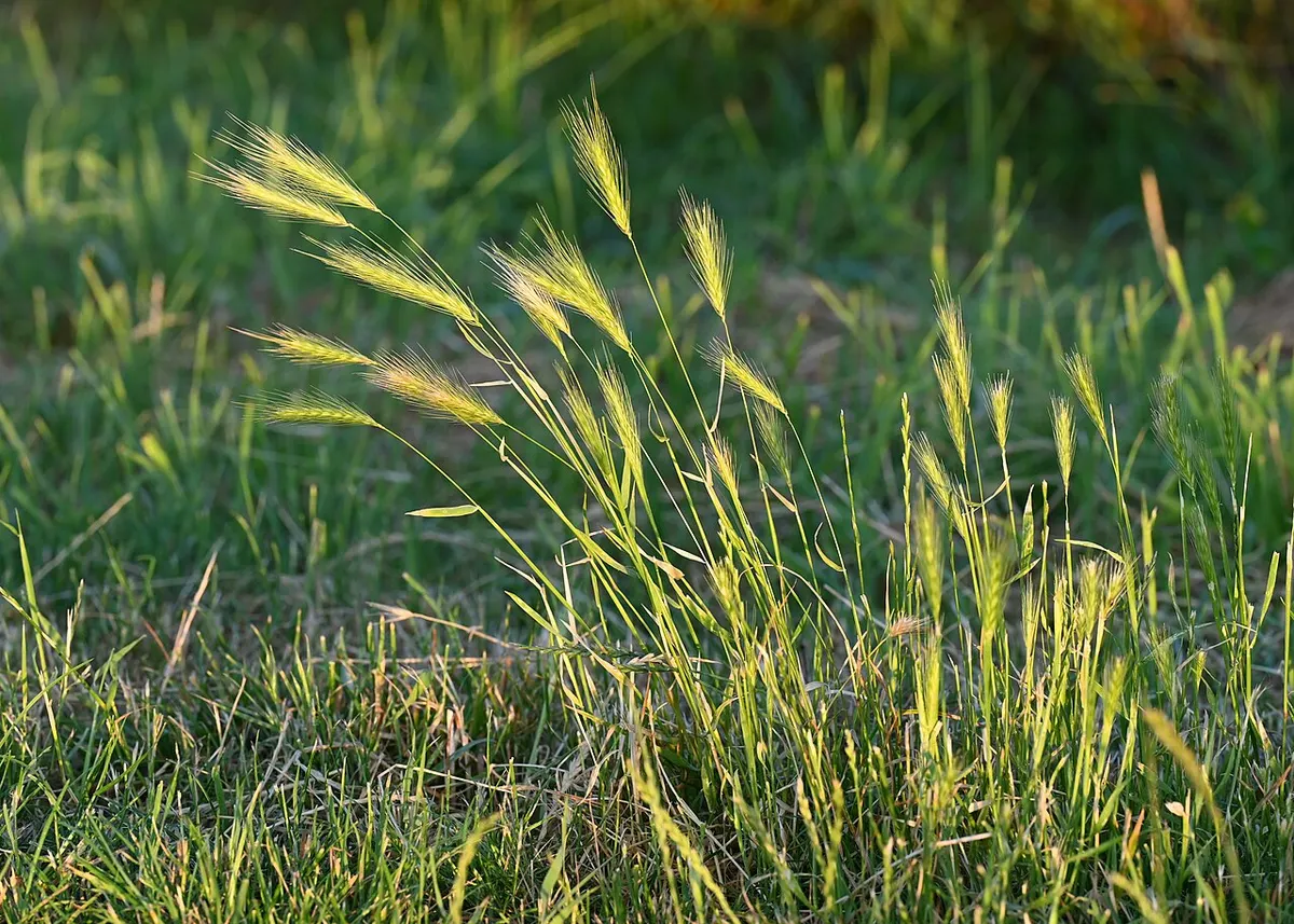 Egérárpa szálkás kalászai